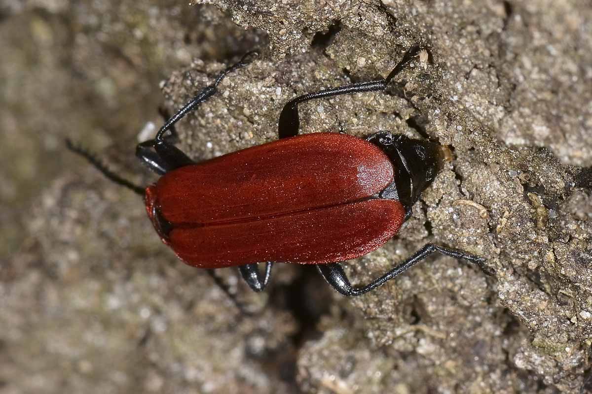 Ovideposizione di Pyrochroidae